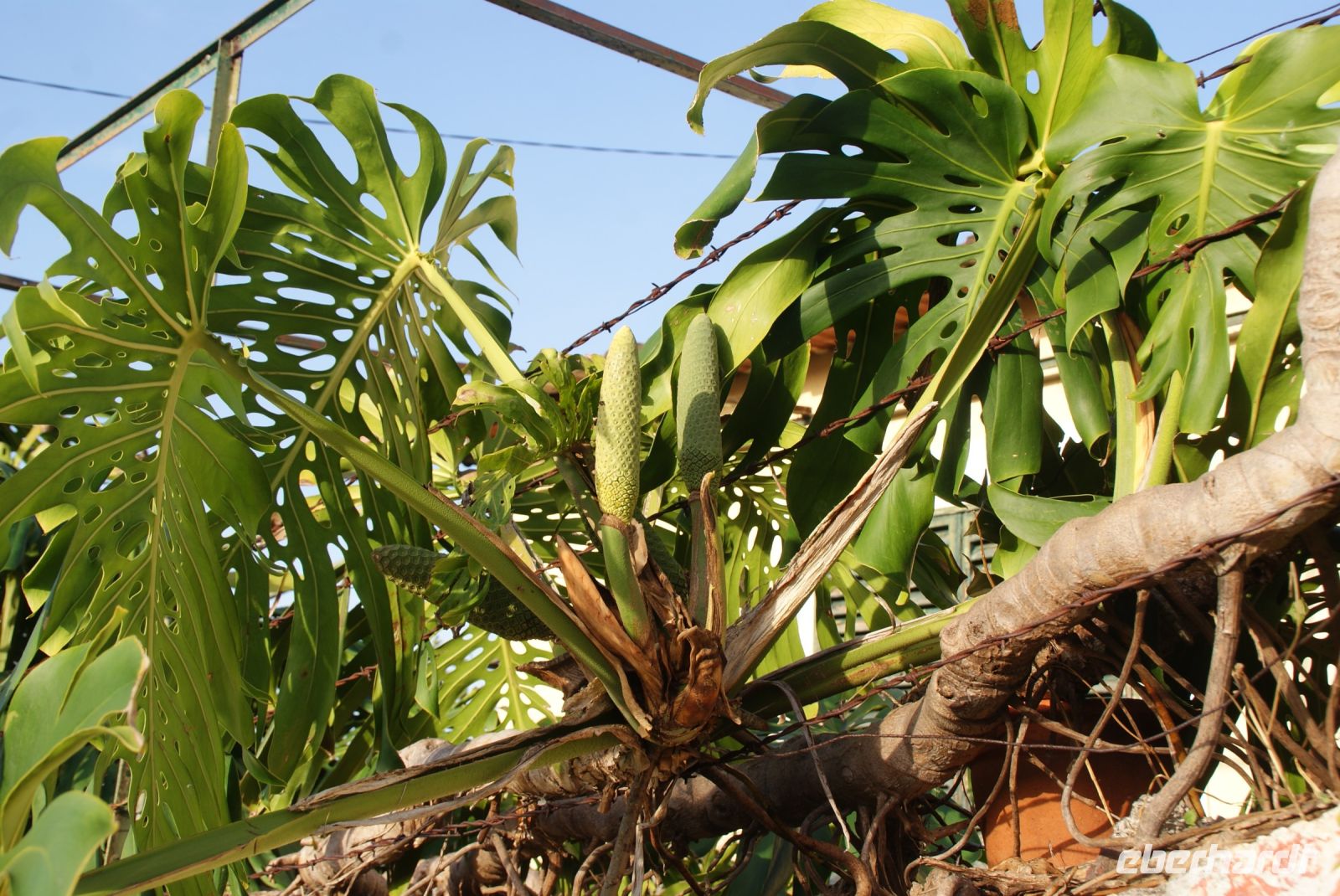 46 Frucht des Philodendron