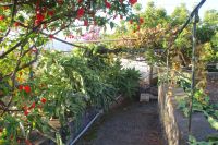 49 Besuch des Orchideengartens