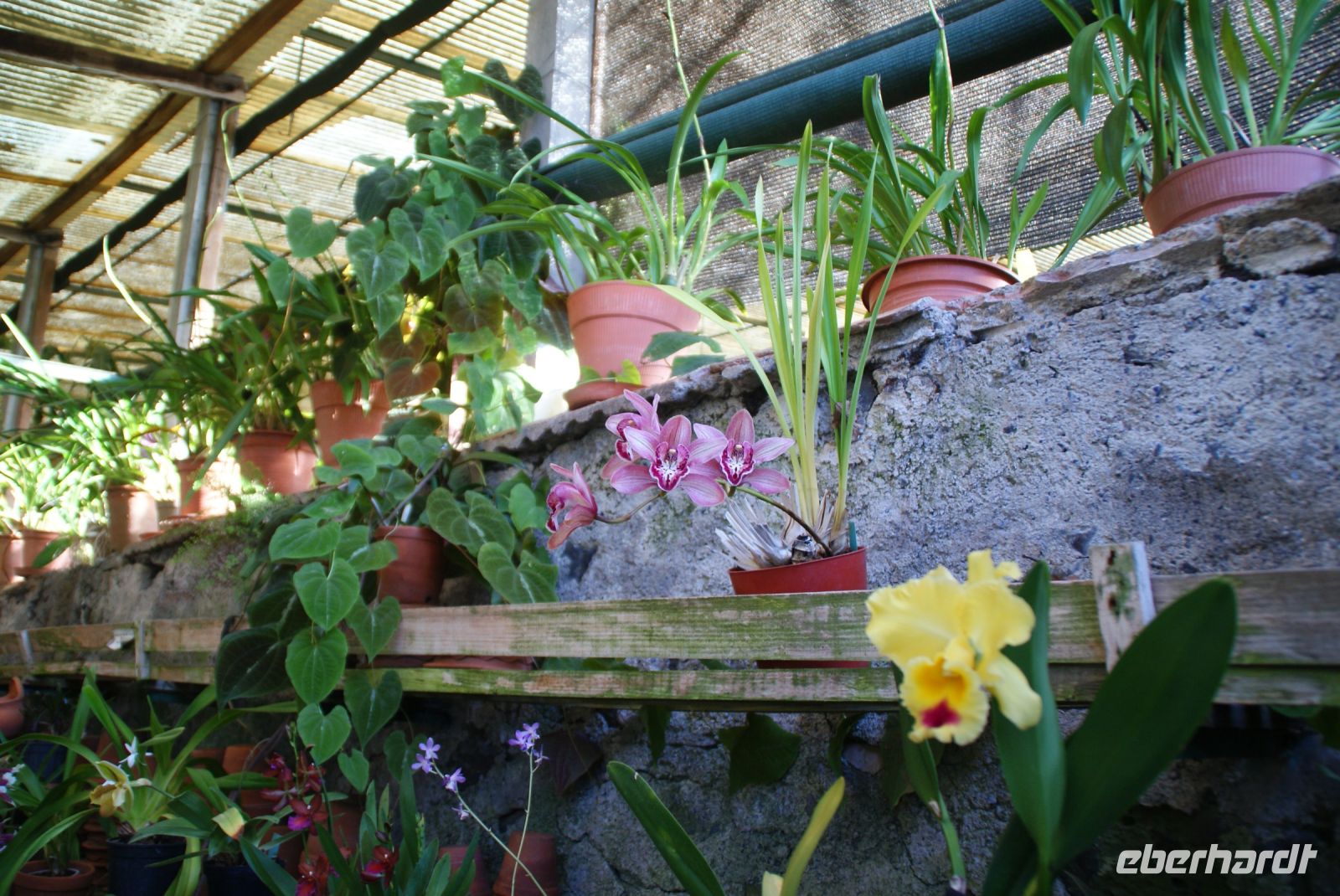 51 Besuch des Orchideengartens