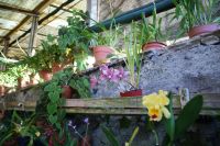 51 Besuch des Orchideengartens