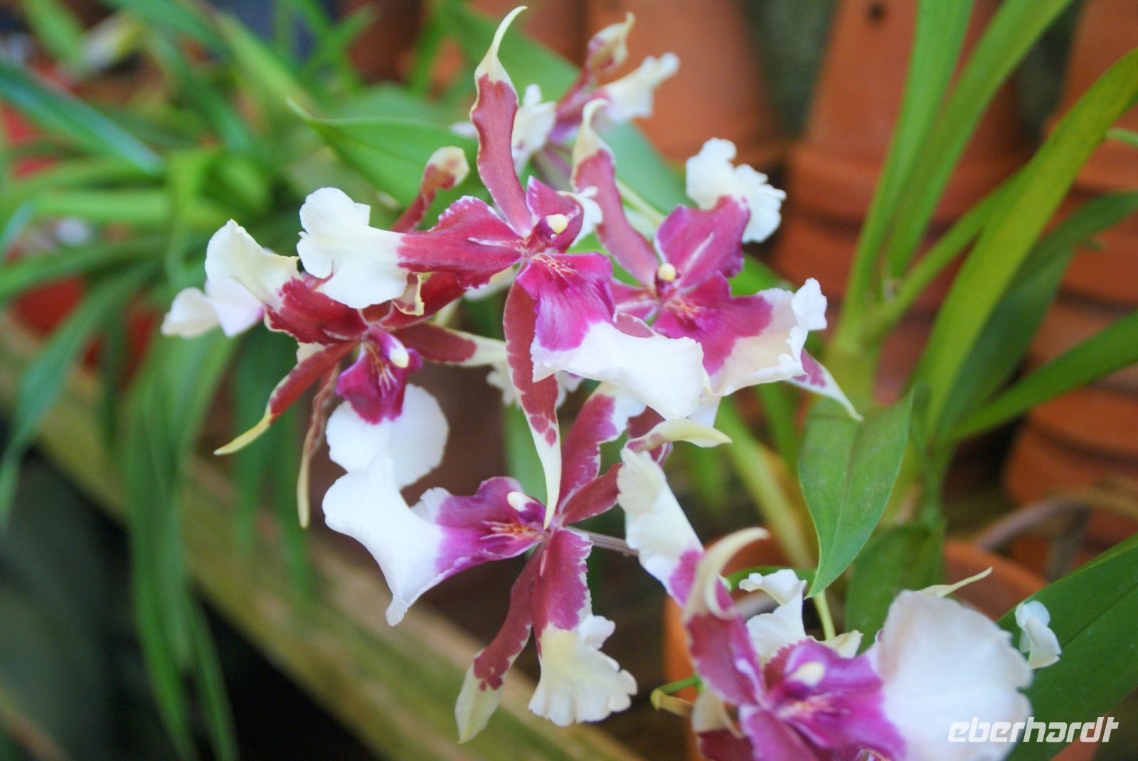 52 Orchideenpracht weit und breit