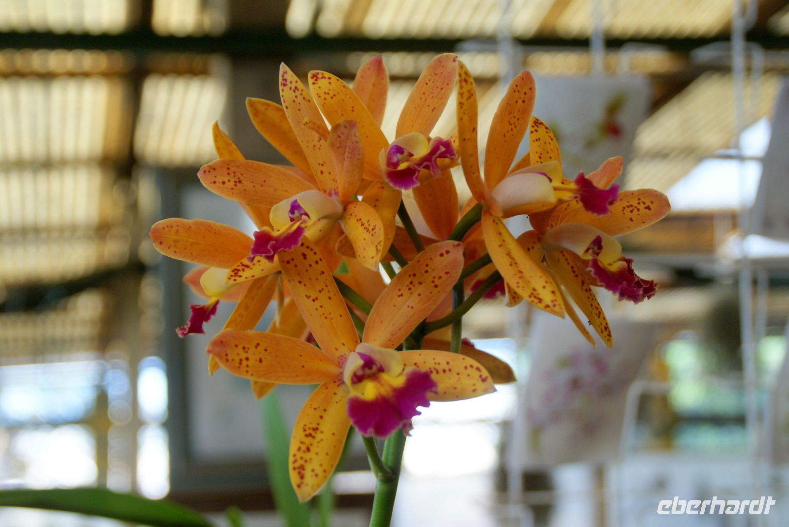 53 Orchideenpracht weit und breit