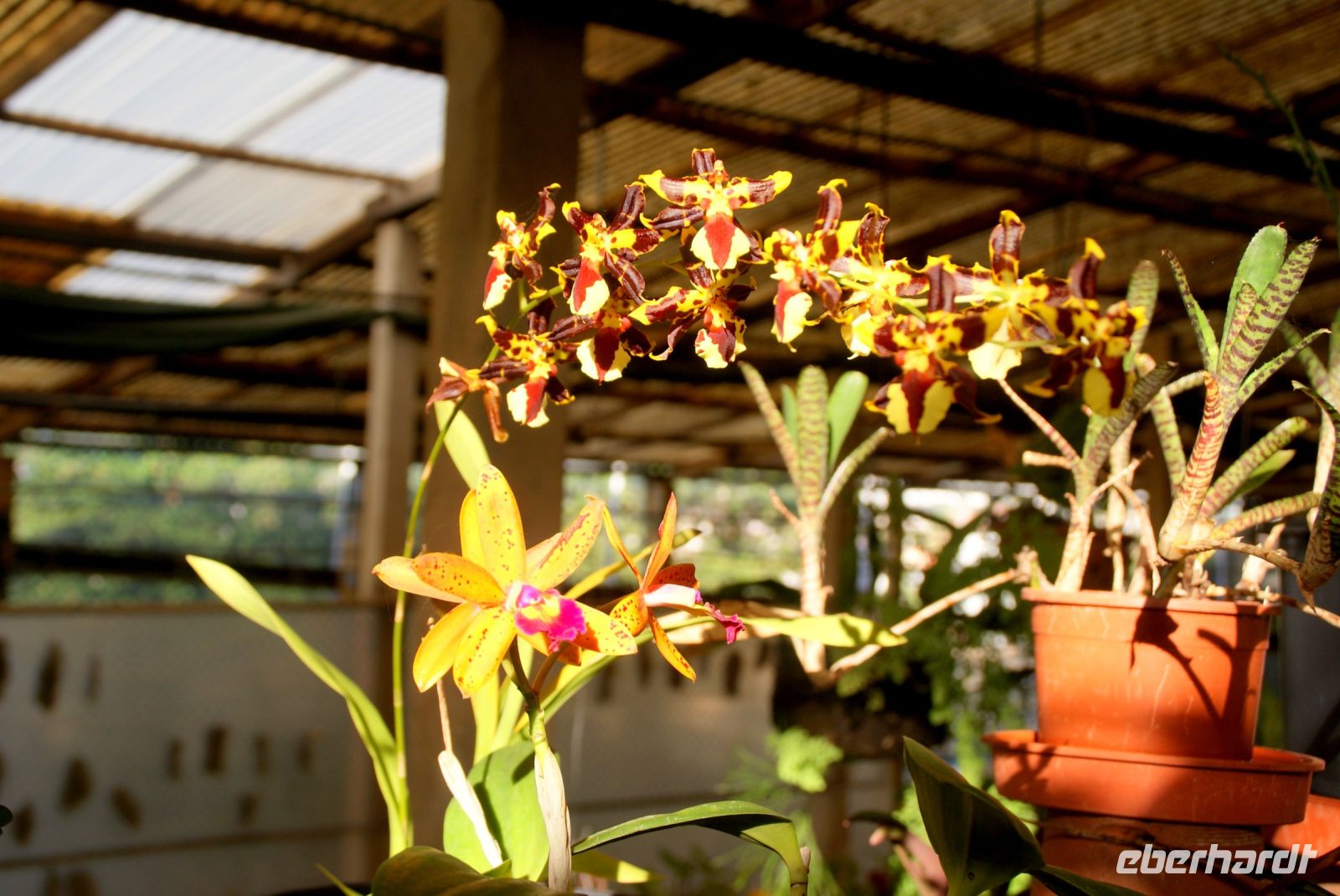 54 Orchideenpracht weit und breit