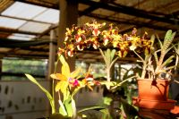 54 Orchideenpracht weit und breit