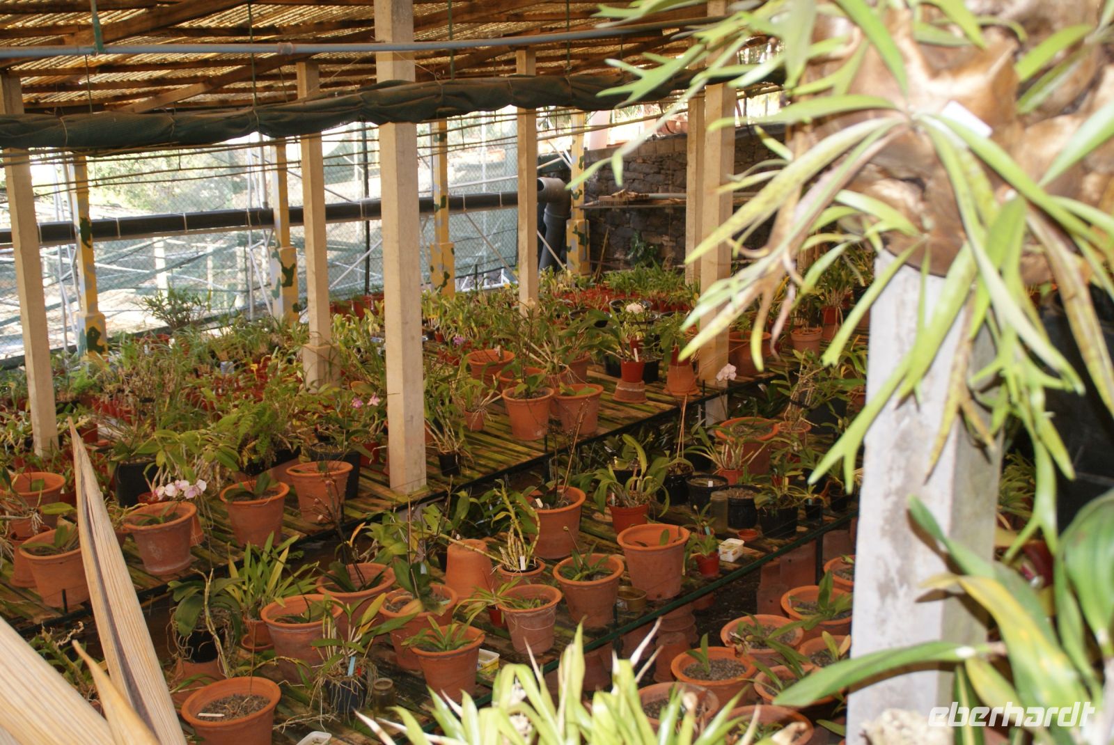 55 Orchideenpracht weit und breit