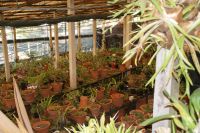 55 Orchideenpracht weit und breit