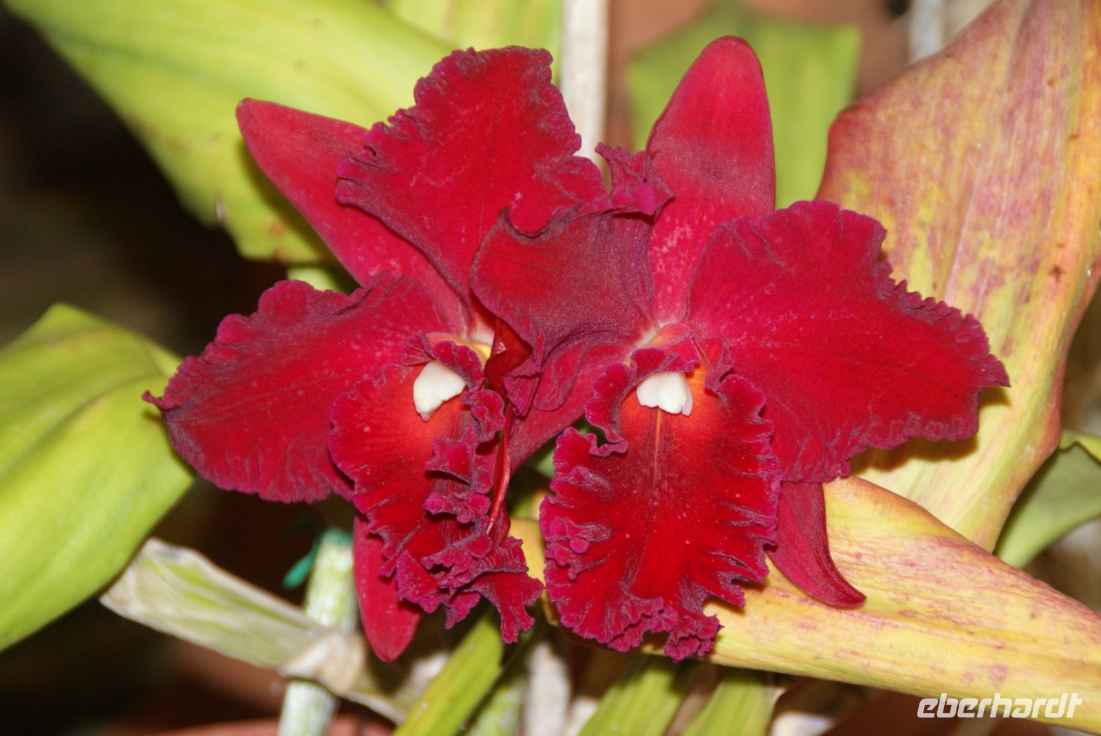 56 Orchideenpracht weit und breit