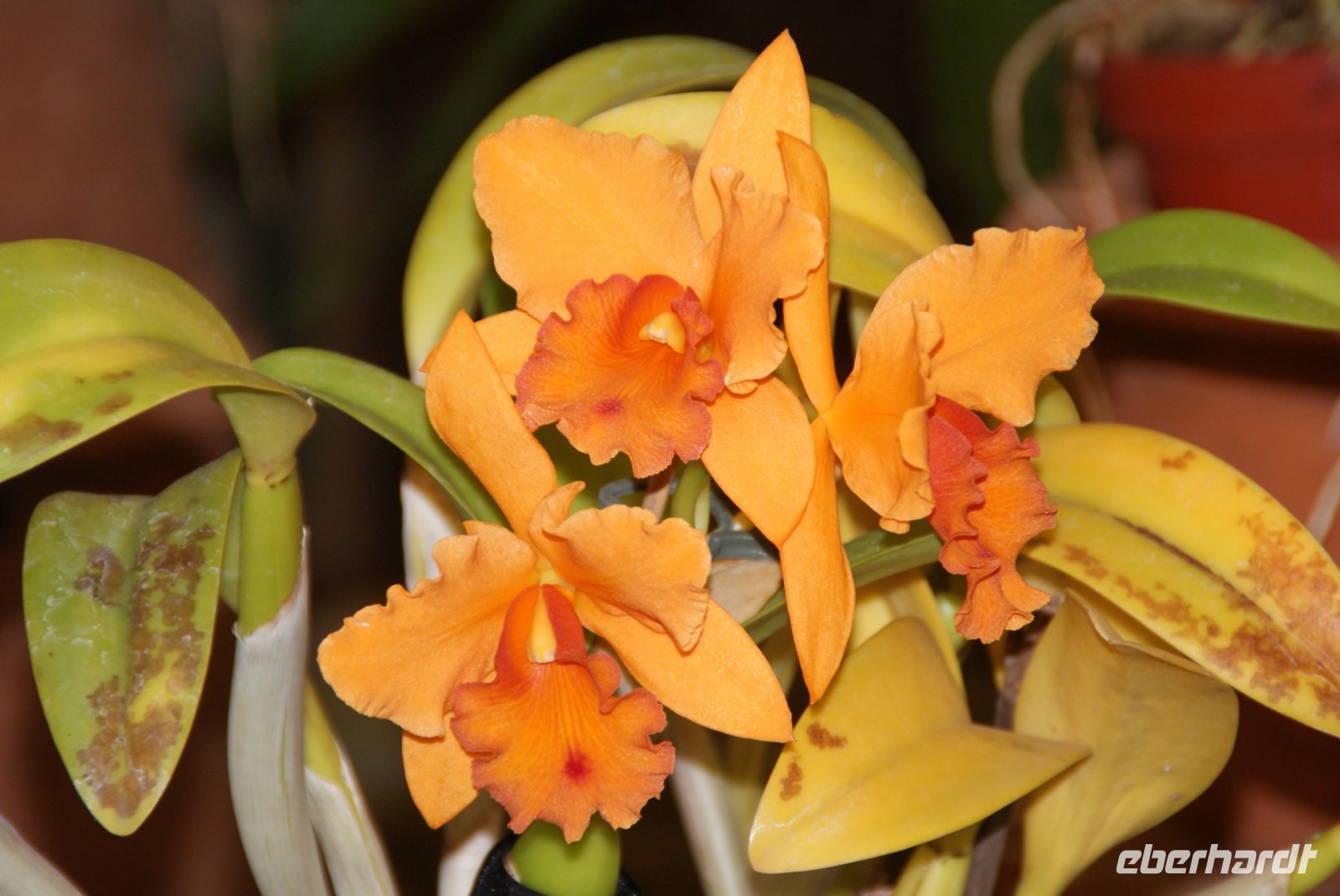 57 Patricks Orchideen