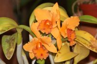 57 Patricks Orchideen