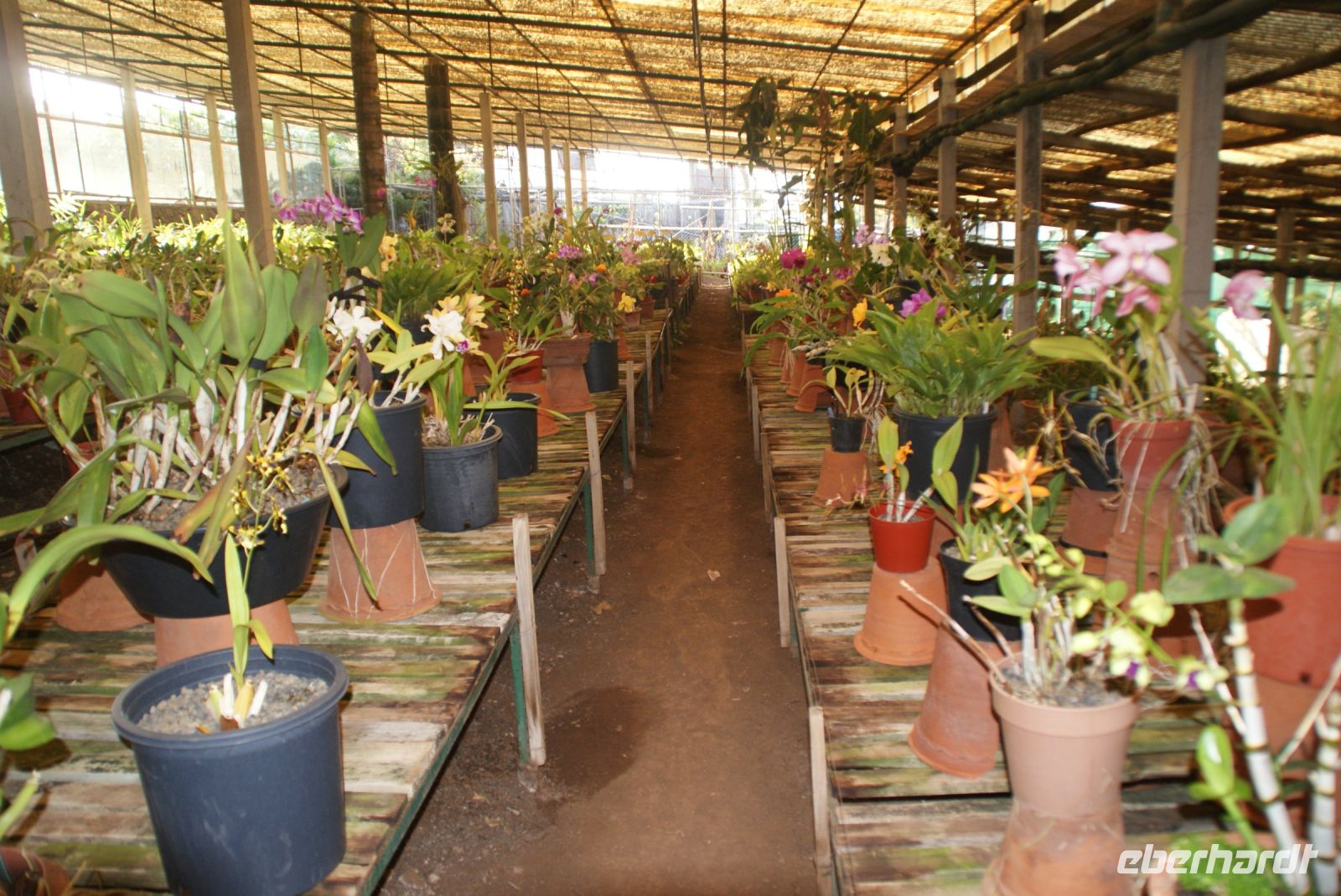 60 Orchideenpracht weit und breit