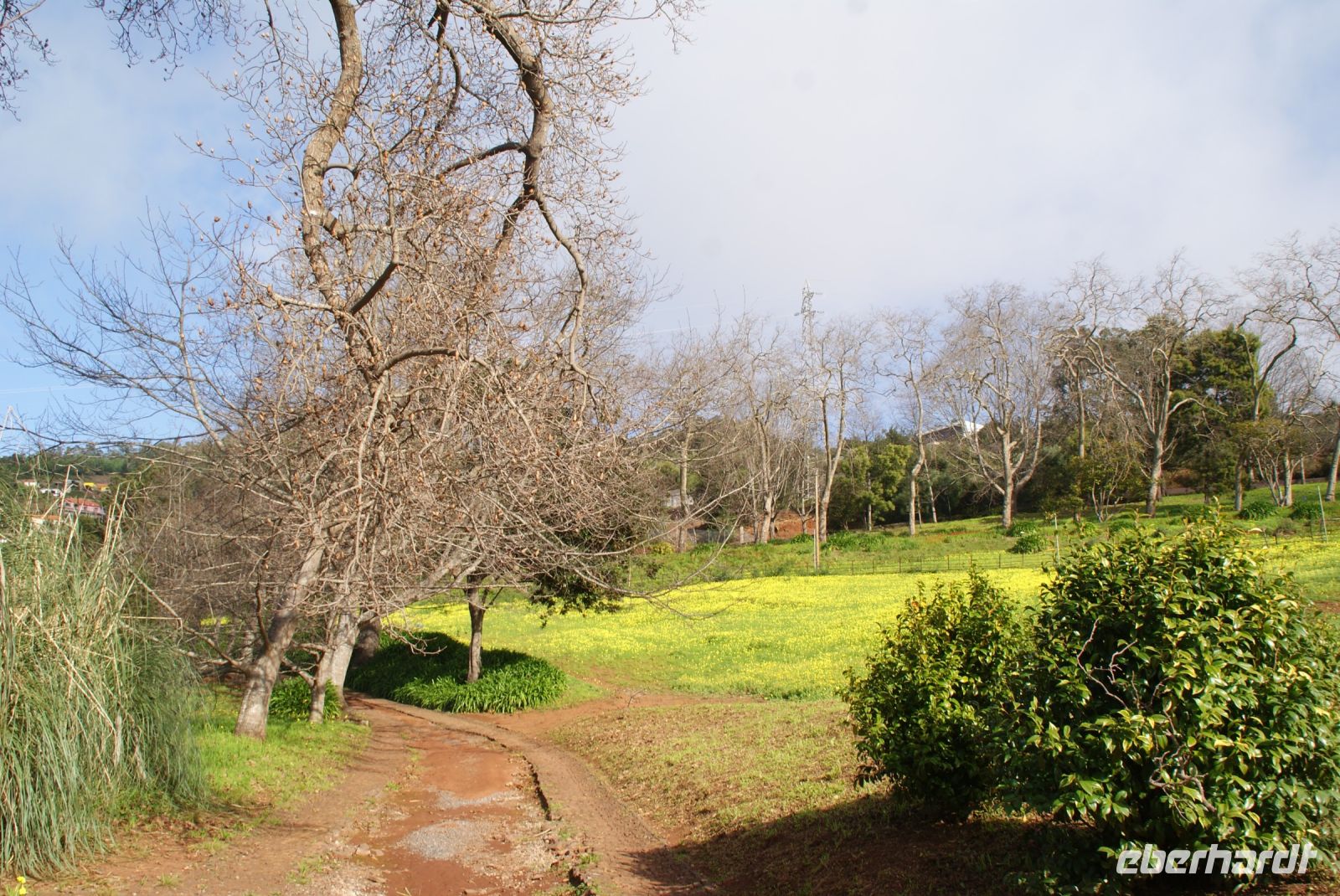 65  Palheiro Garden der Familie Blandy