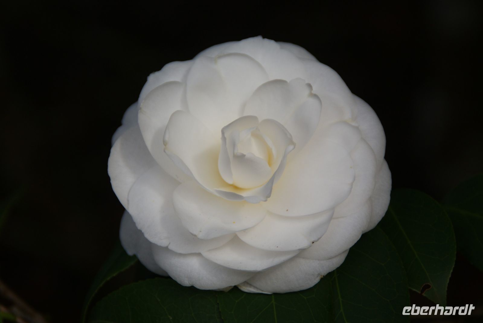 67 Kamelien in Palheiro Gardens