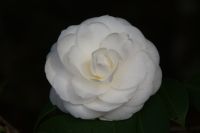 67 Kamelien in Palheiro Gardens