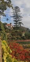 96 Botanischer Garten in Funchal