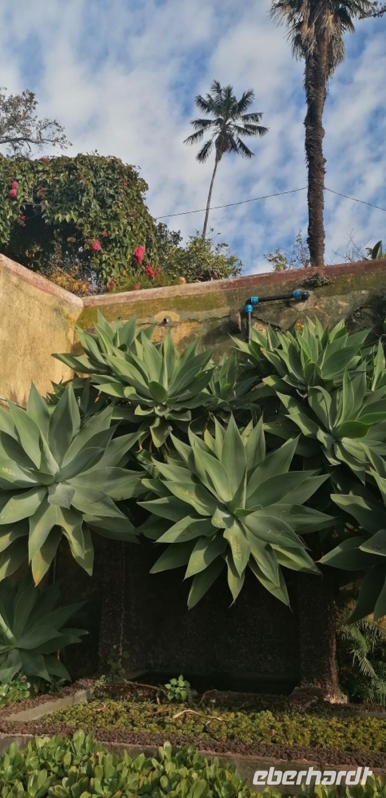 99 Botanischer Garten in Funchal