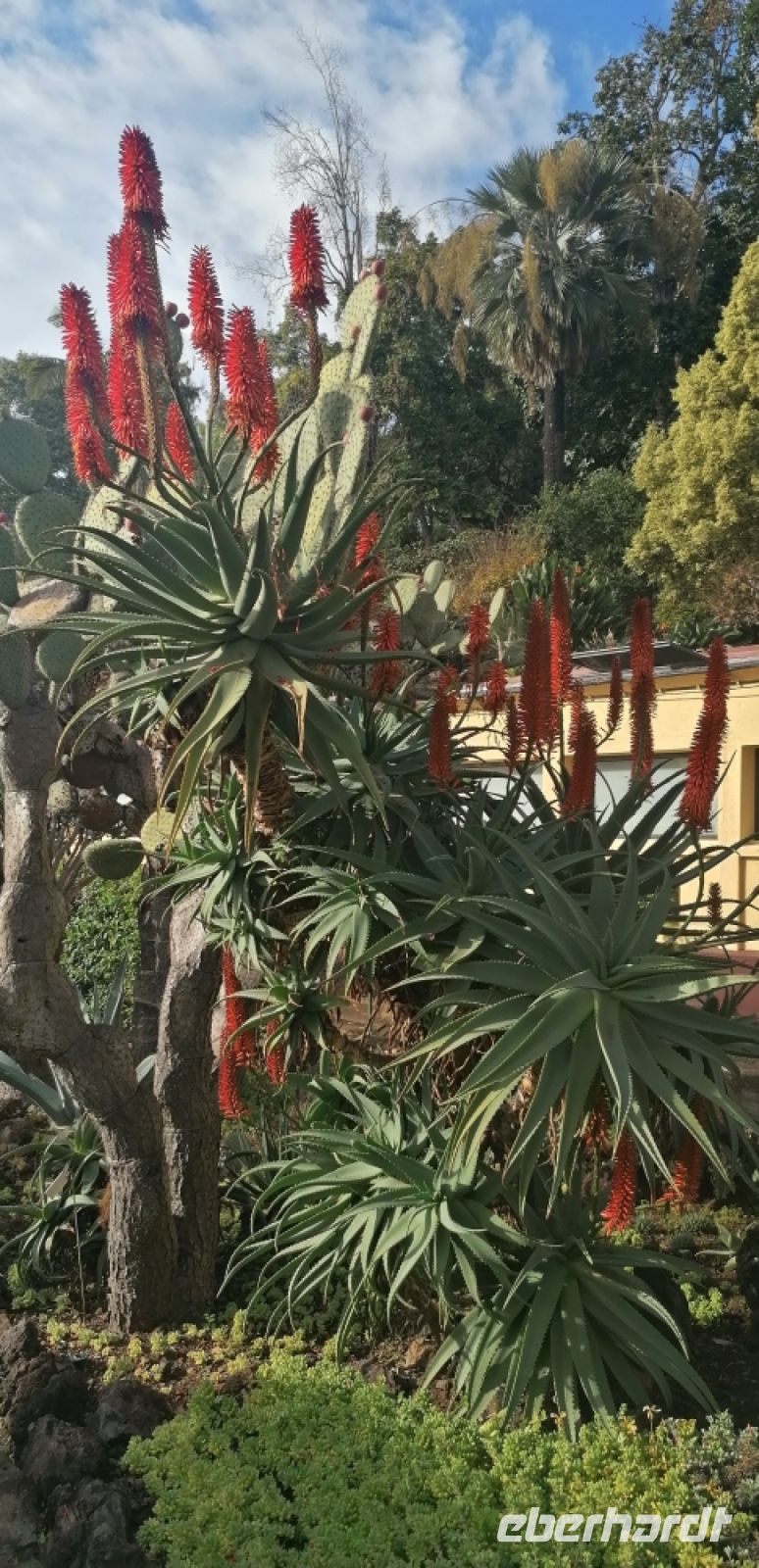 100 Botanischer Garten in Funchal