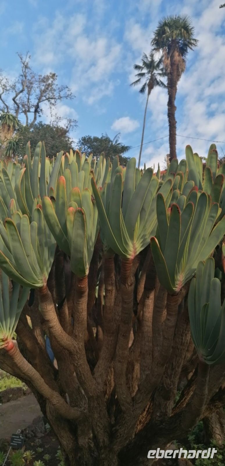 101 Botanischer Garten in Funchal