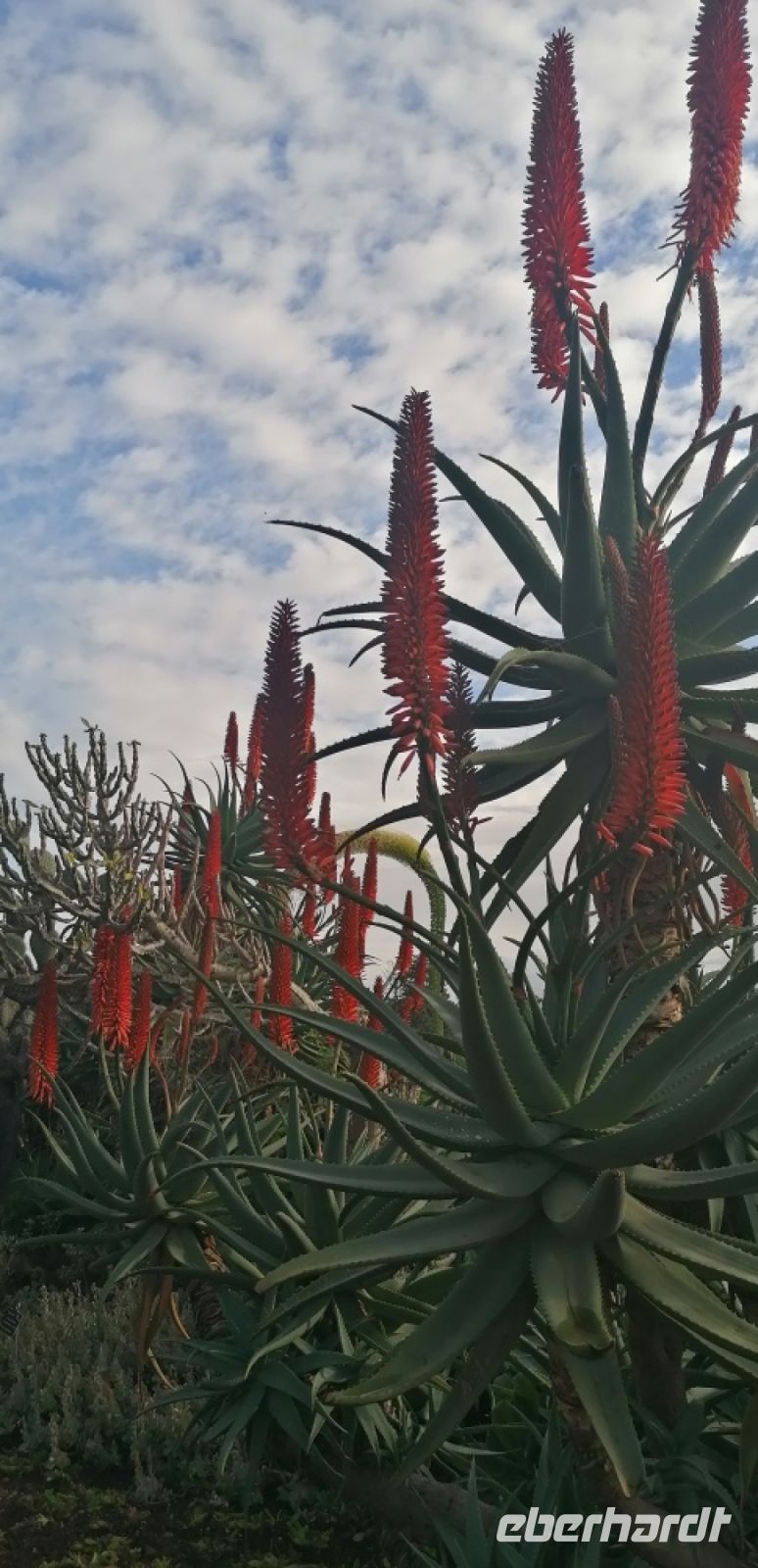 102 Botanischer Garten in Funchal