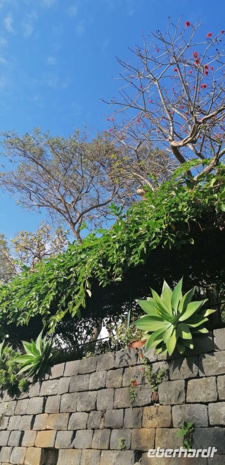 103 Botanischer Garten in Funchal