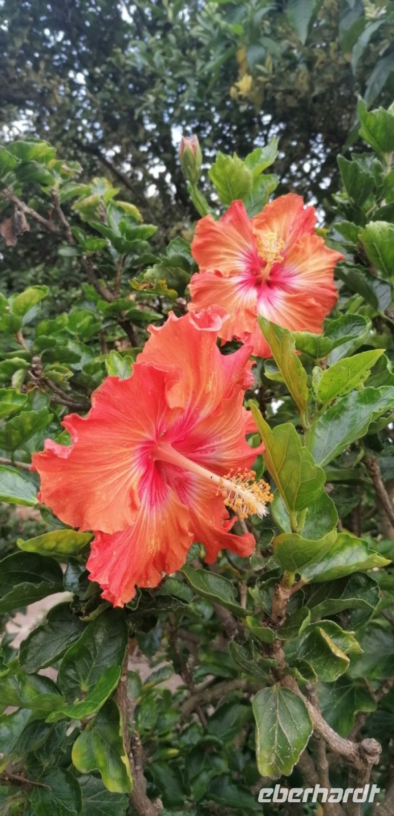 104 Botanischer Garten in Funchal
