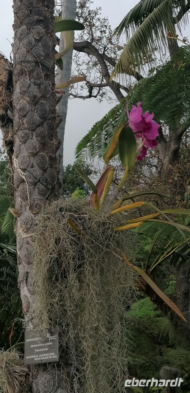 106 Ordchideen im Botanischer Garten in Funchal