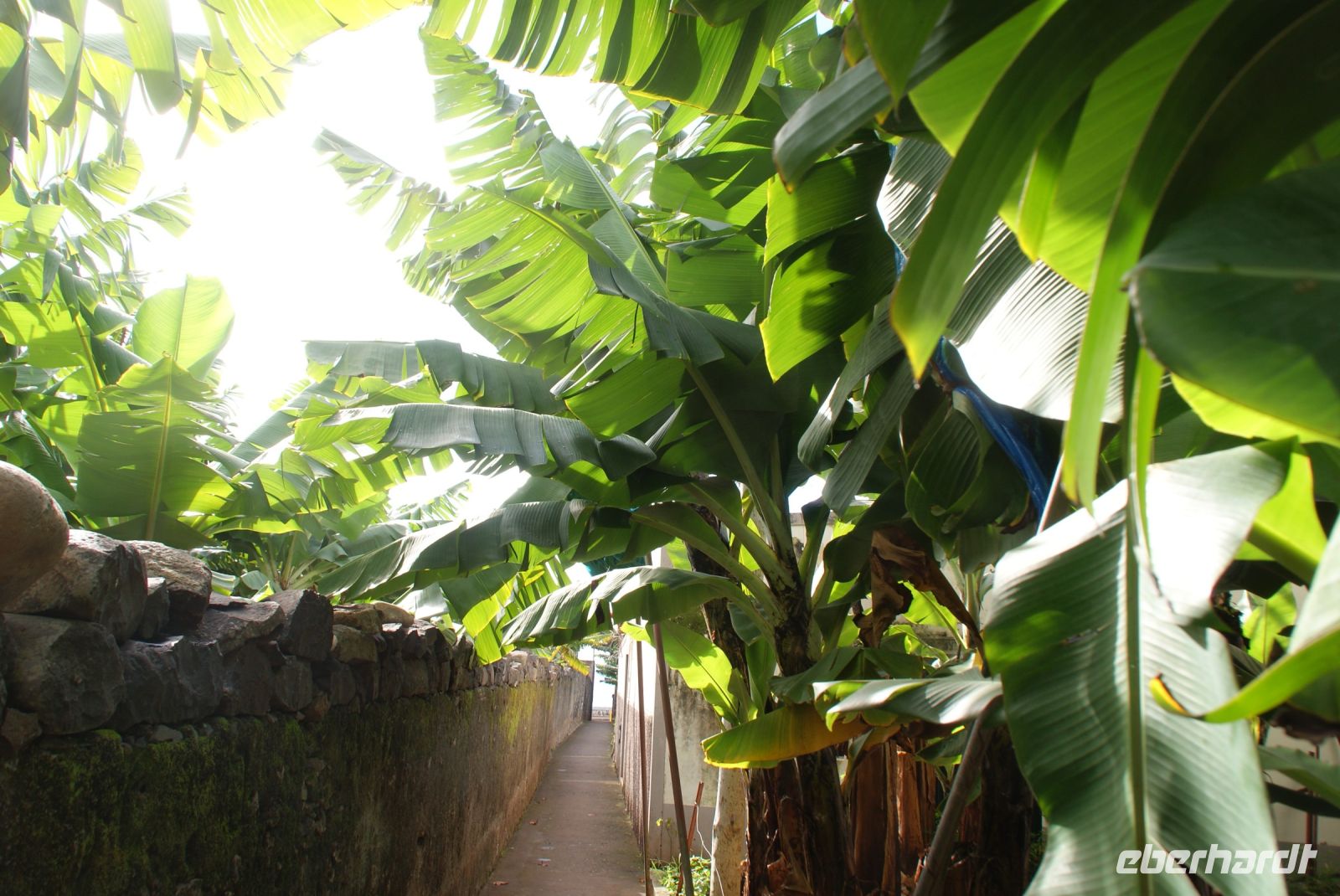 120 Spaziergang durch eine Bananenplantage