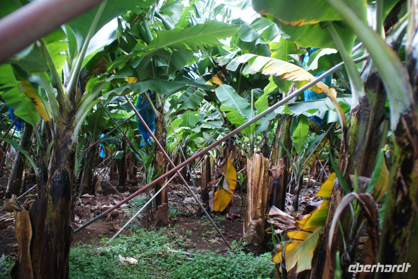 121 Spaziergang durch eine Bananenplantage