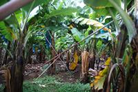 121 Spaziergang durch eine Bananenplantage