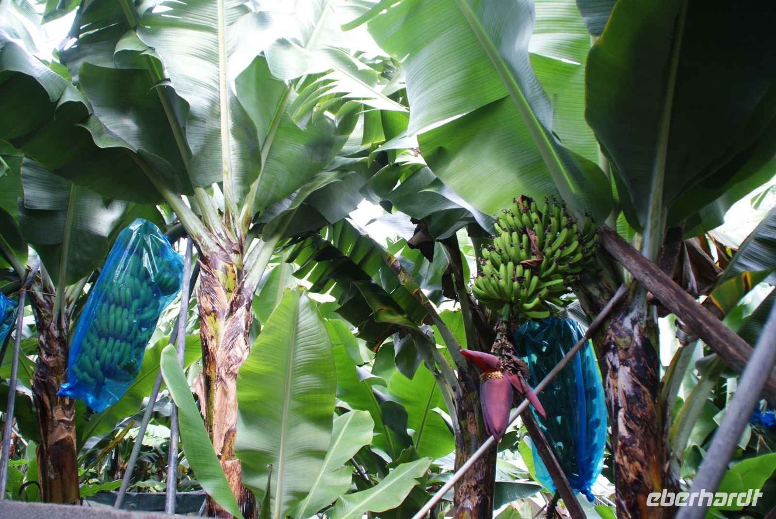 122 Spaziergang durch eine Bananenplantage