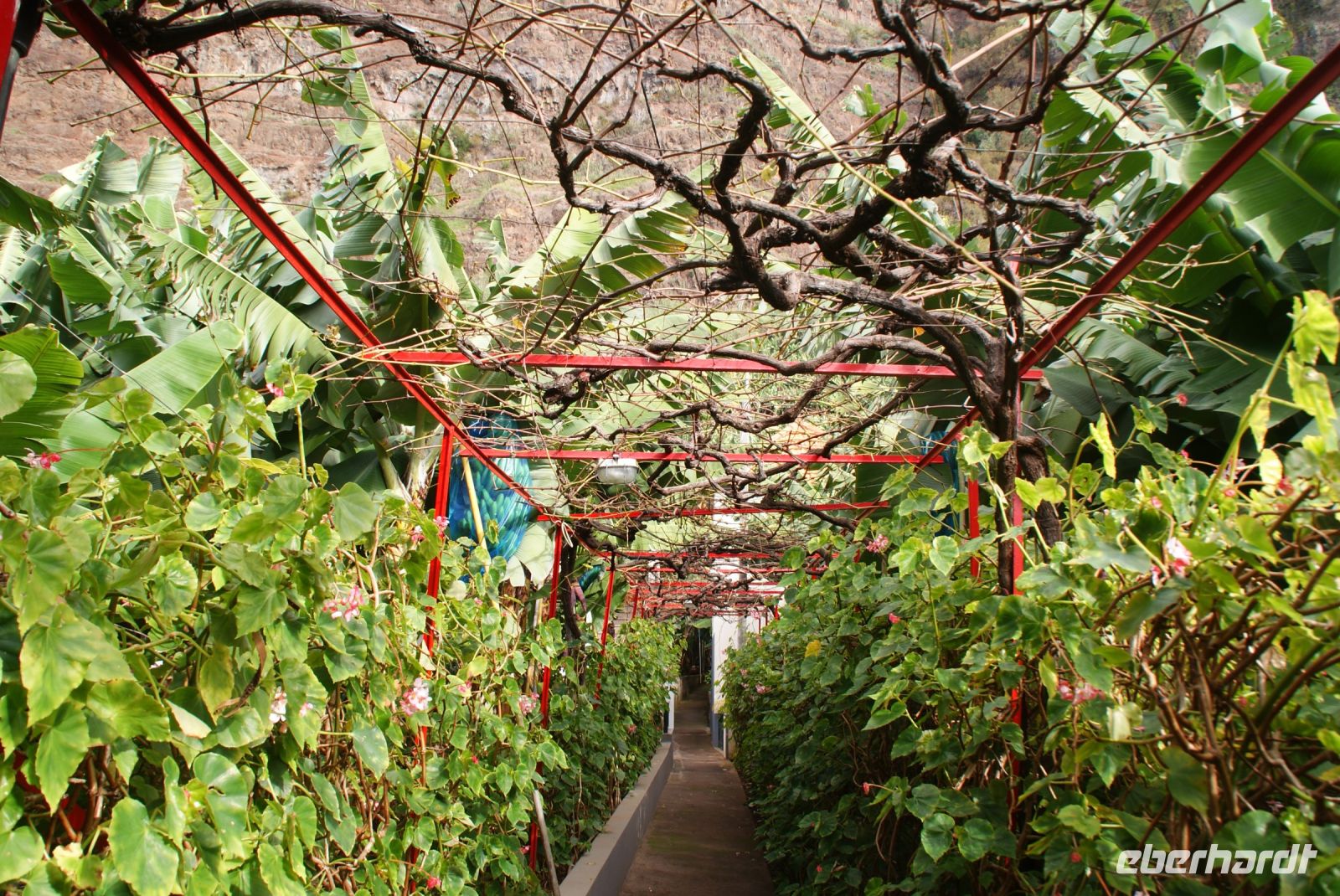 123 Spaziergang durch eine Bananenplantage