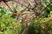 123 Spaziergang durch eine Bananenplantage