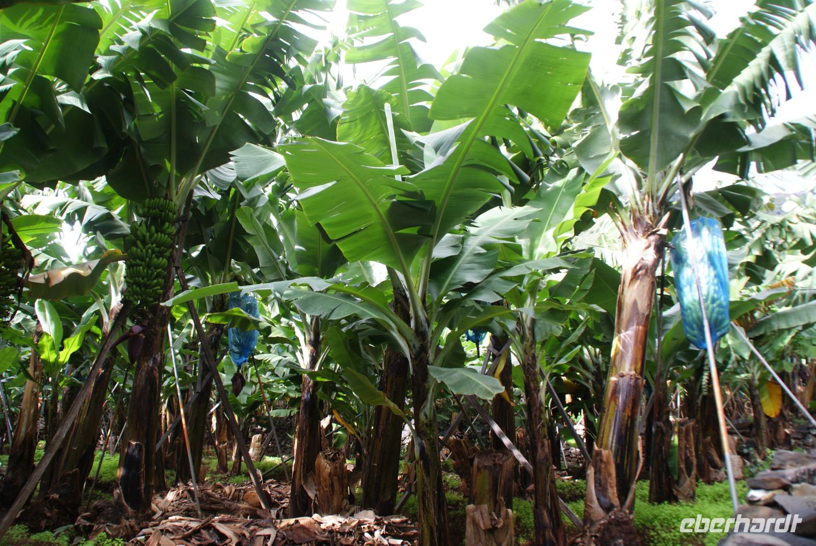 124 Spaziergang durch eine Bananenplantage