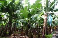 124 Spaziergang durch eine Bananenplantage