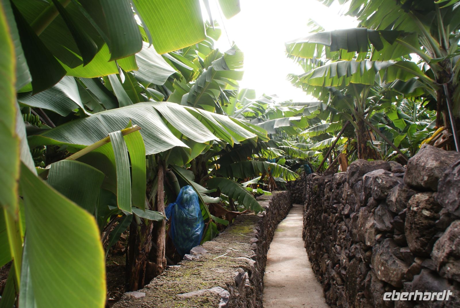 125 Spaziergang durch eine Bananenplantage