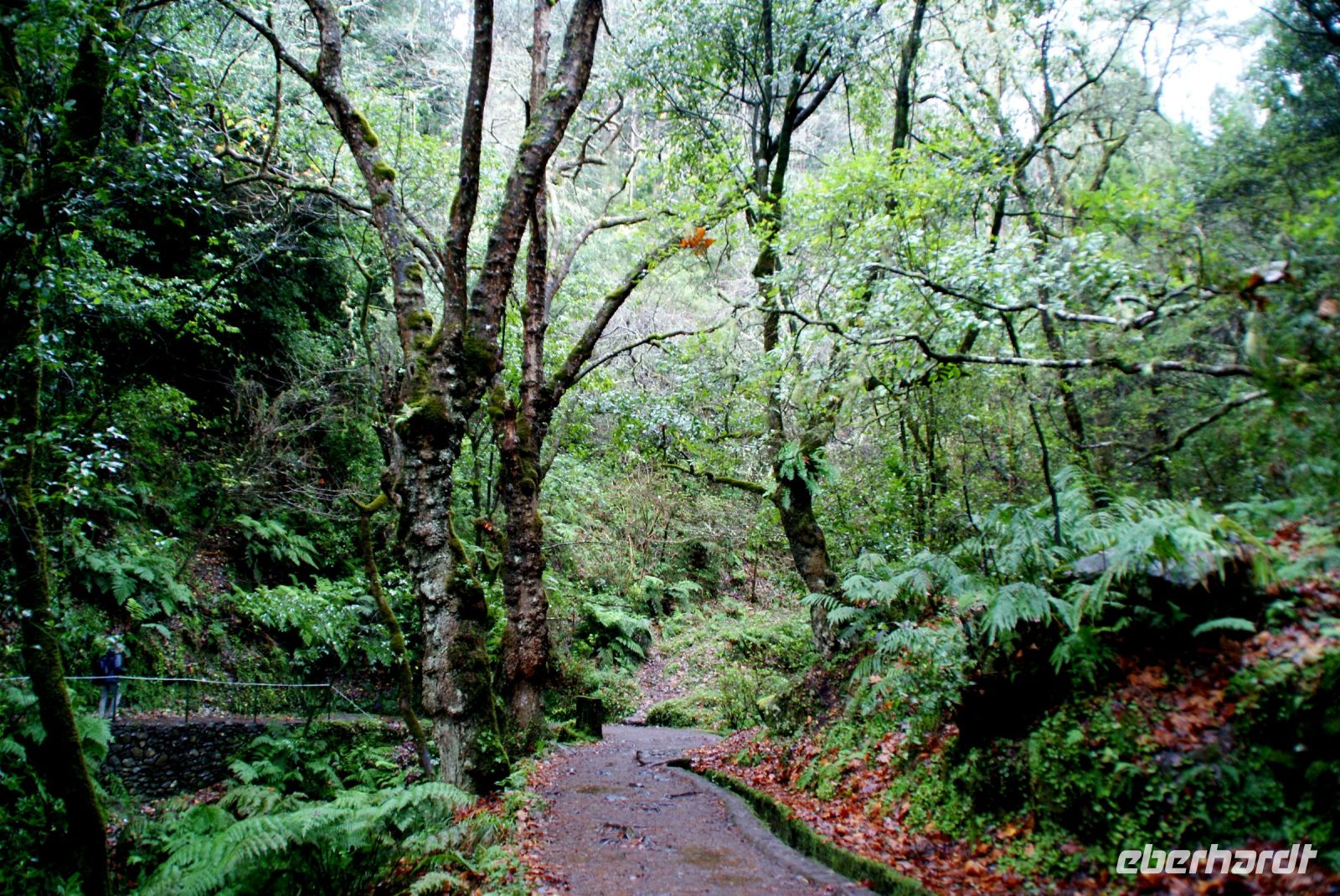 132 Levada Wanderung nach Balcoes