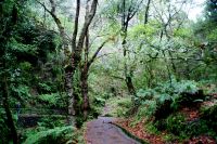 132 Levada Wanderung nach Balcoes
