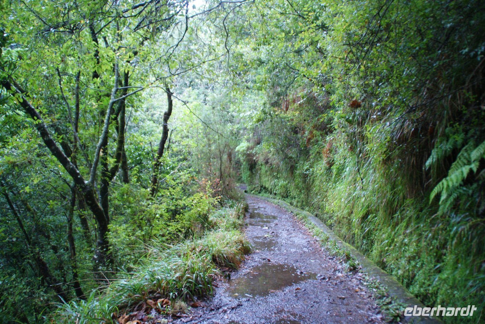 133 Levada Wanderung nach Balcoes