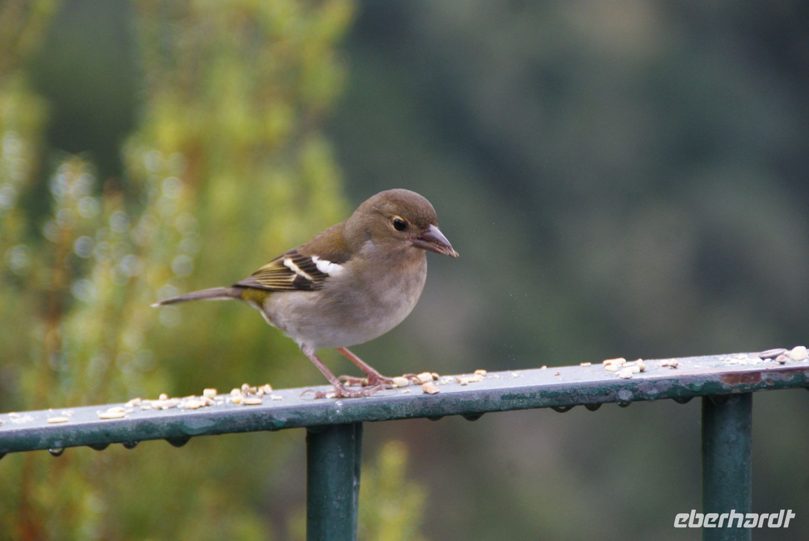 134 Madeira Buchfink