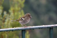 134 Madeira Buchfink