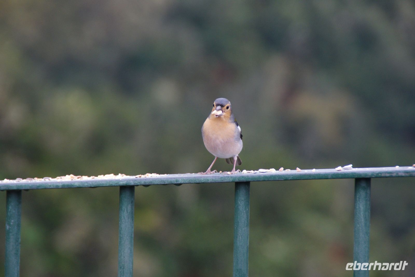 135 Madeira Buchfink