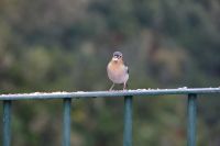 135 Madeira Buchfink