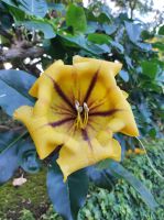 Pflanze im Botanischen Garten auf Madeira