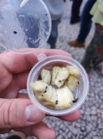 Wir probieren die Ananas-Banane in der Markthalle von Funchal