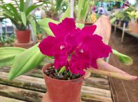 Rosa Orchideen Pflanze auf Madeira