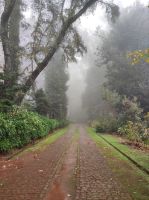 Stadtparkt von Santo da Serra auf Madeira