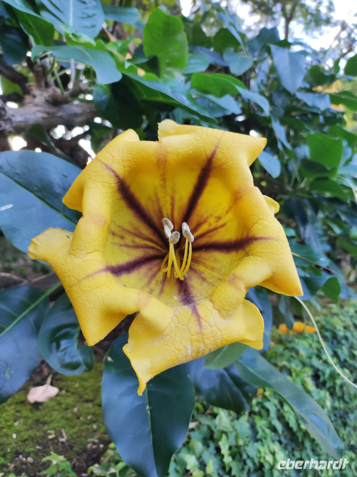 Pflanze im Botanischen Garten auf Madeira