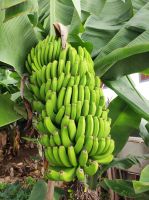 Bananenstaude auf Madeira