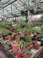 Orchideen Garten auf Madeira