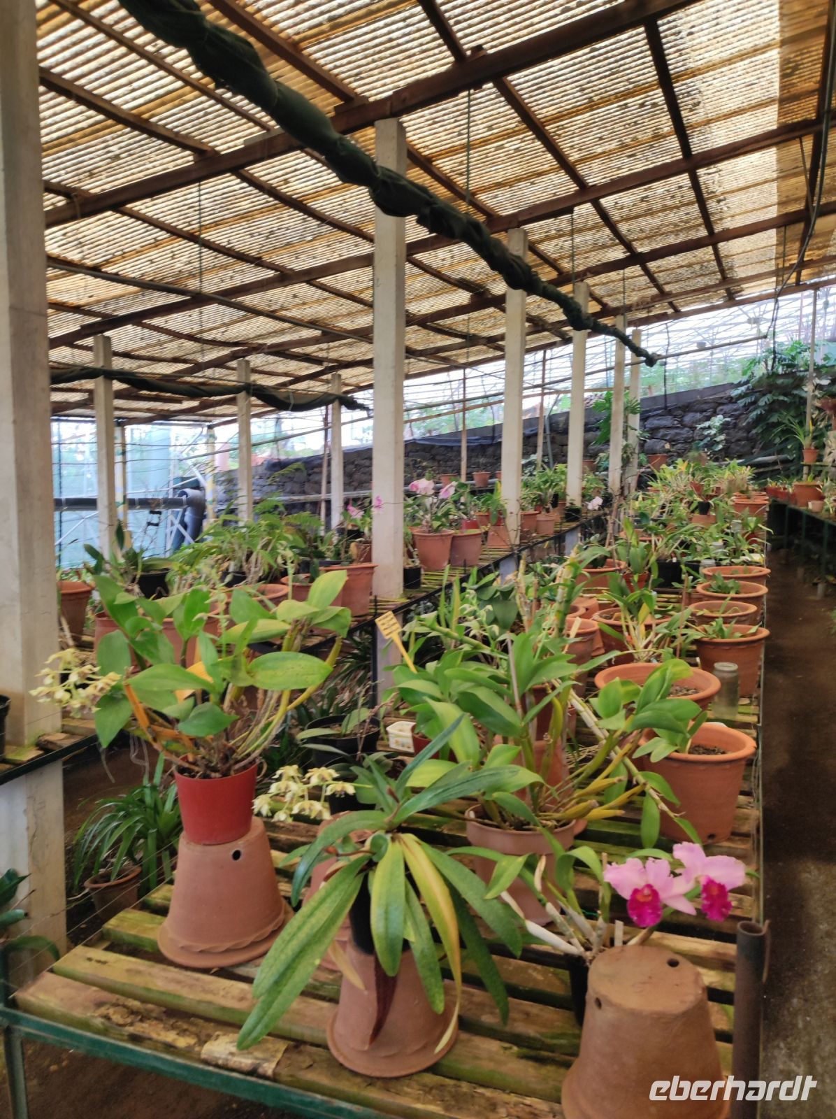 Orchideen Garten auf Madeira