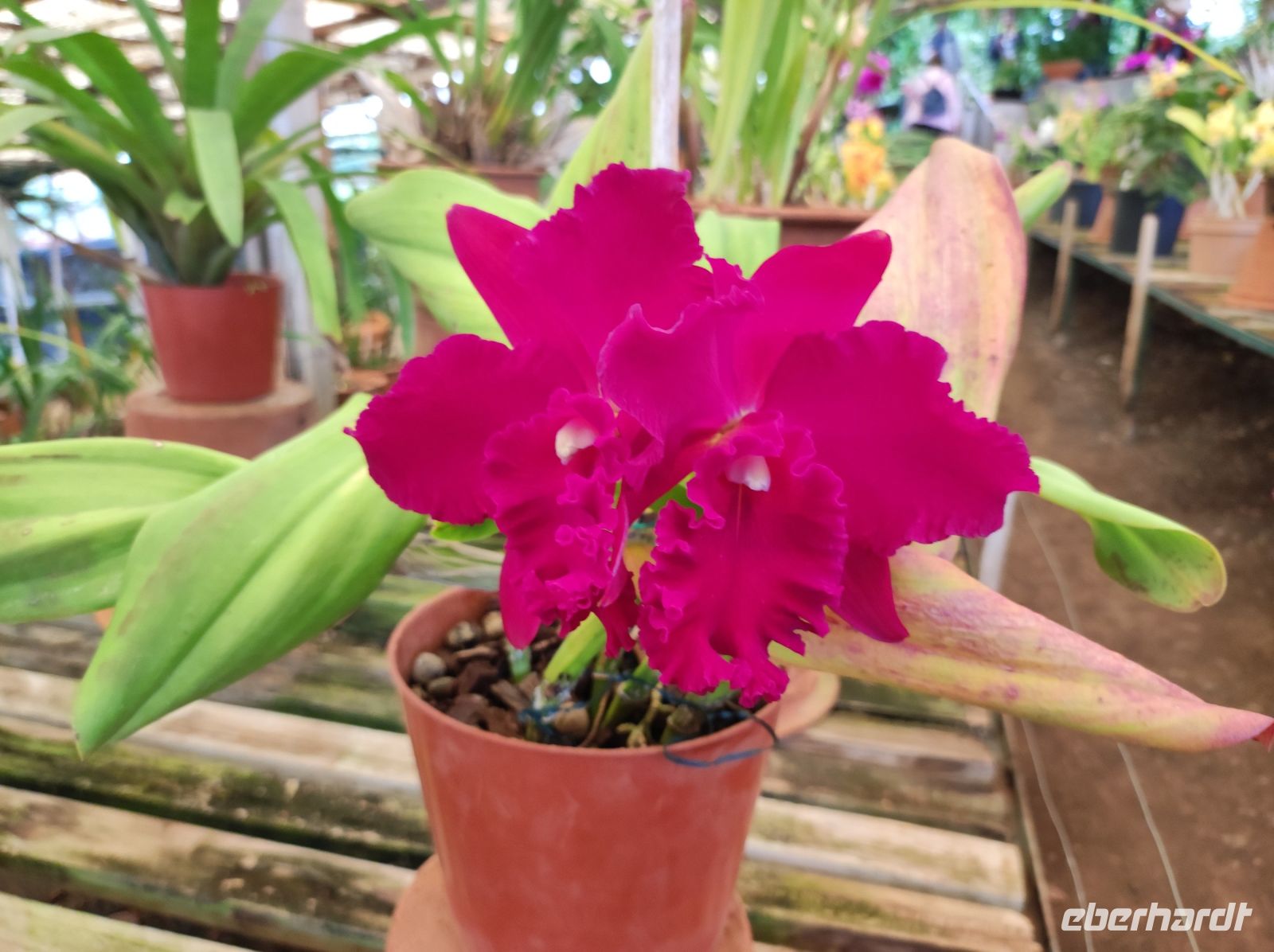 Rosa Orchideen Pflanze auf Madeira